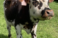 437209951_1121765515809642_4830061417760519534_n