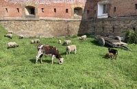 437733561_1099773224414529_835743598424398264_n