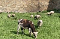 437762532_678288394388955_8608262155612105800_n