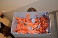 Dynovani 2019 (18)