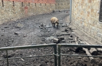 WhatsApp Image 2024-04-26 at 06.01.33