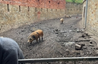 WhatsApp Image 2024-04-26 at 06.01.35(1)