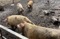 WhatsApp Image 2024-04-26 at 06.01.37