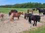 Poníci koťata 2023 květen