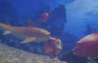 274960532_649106879678995_5849718391242142074_n