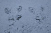 IMG-20210120-WA0000