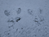 IMG-20210120-WA0000