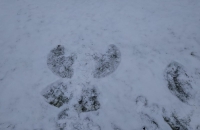 IMG-20210120-WA0001