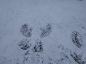 IMG-20210120-WA0001